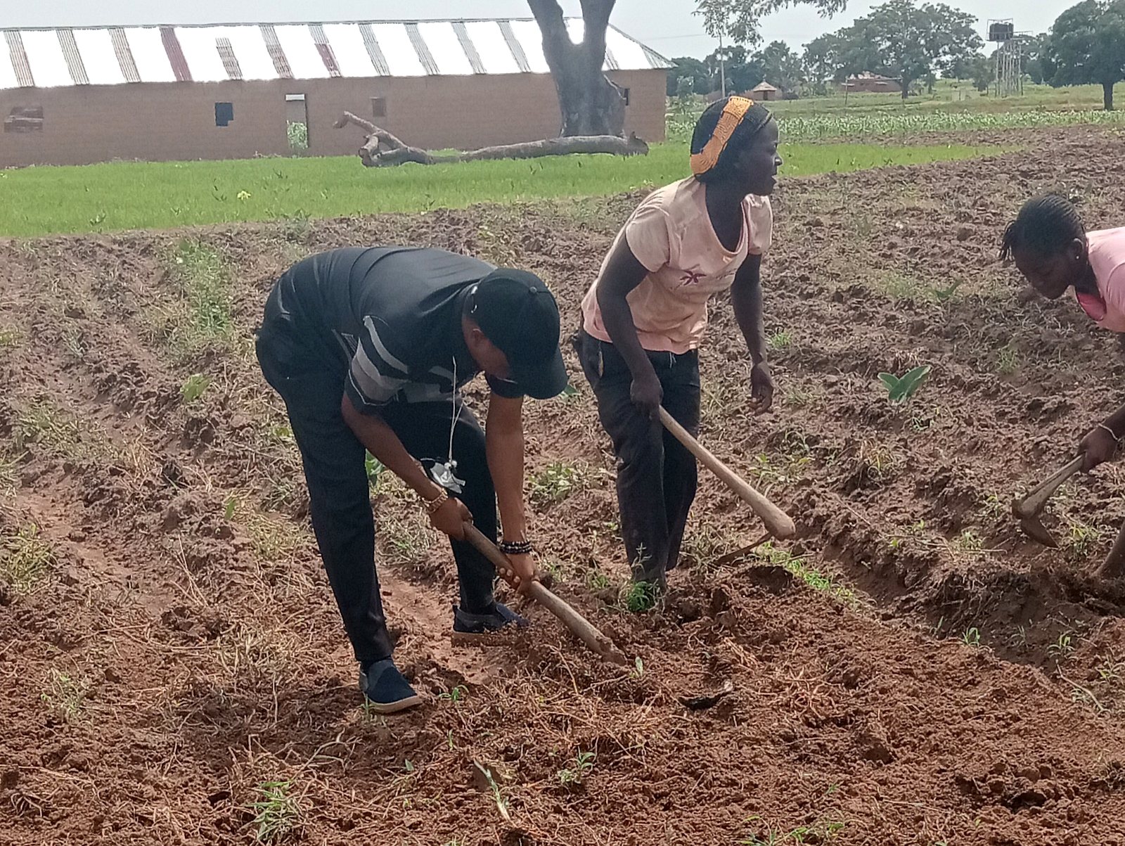 Farm team preparing land