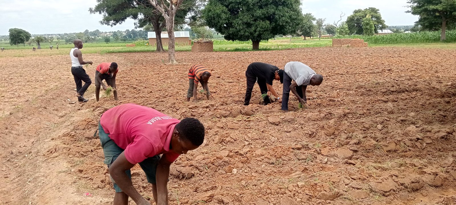 Pamoja Agro field planting activity